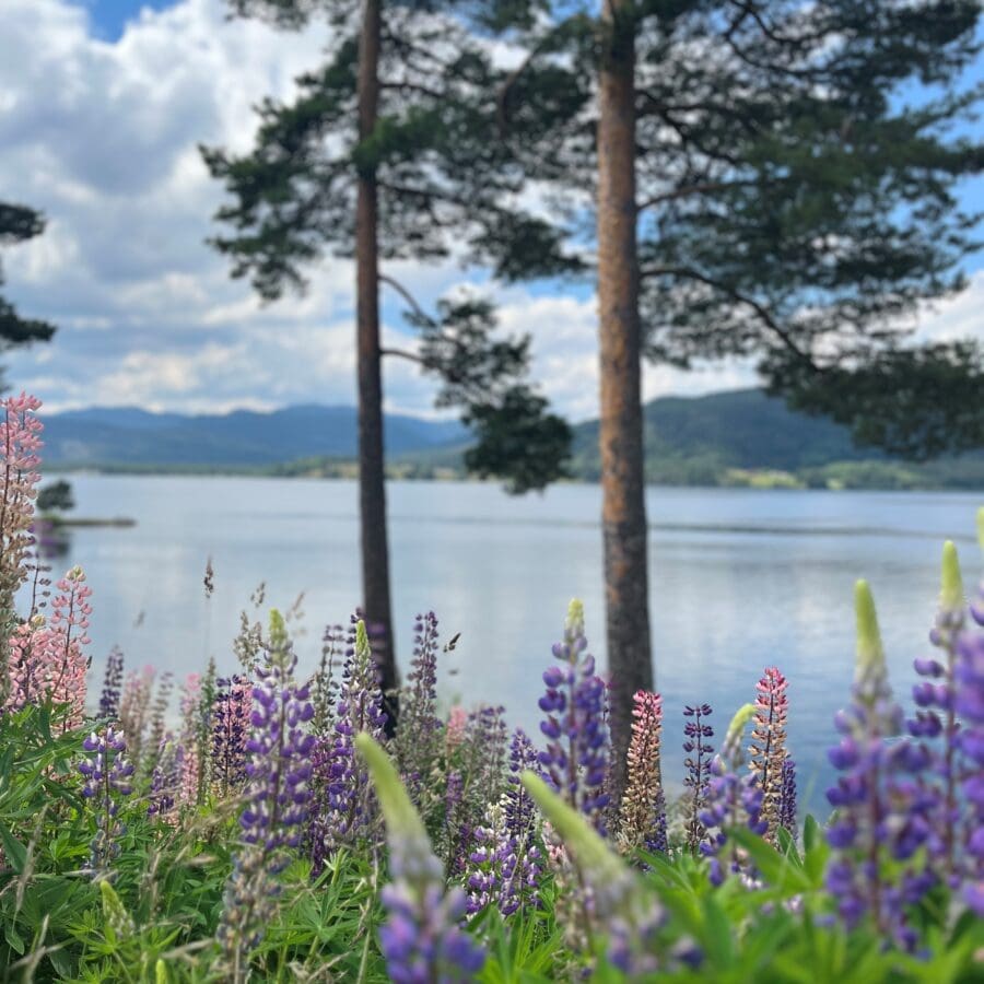 God sommer